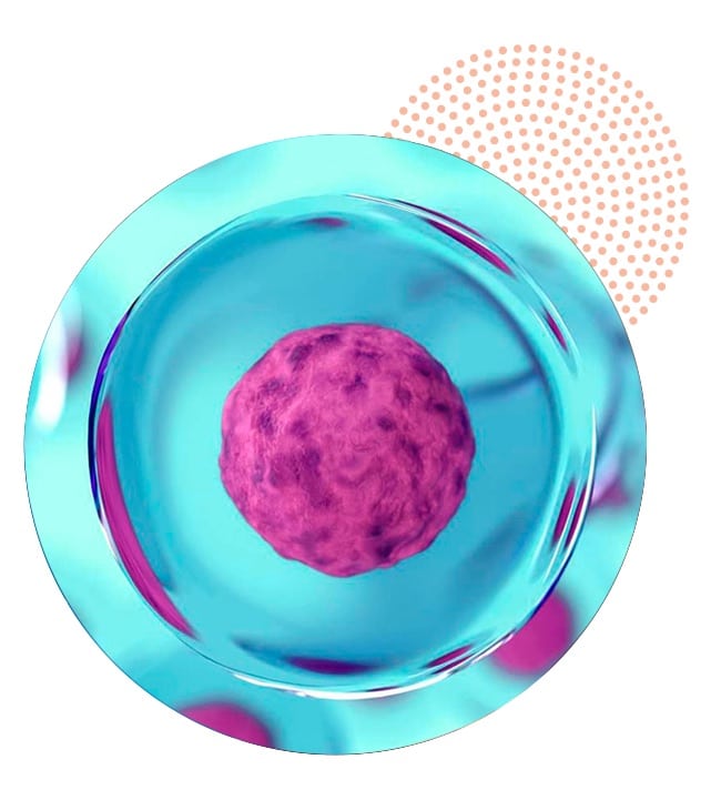 Células madre mesenquimales en cultivo