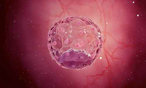 Blastocisto como fuente de células madre embrionarias