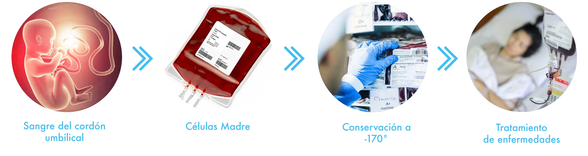 Recolección y almacenamiento de células madre