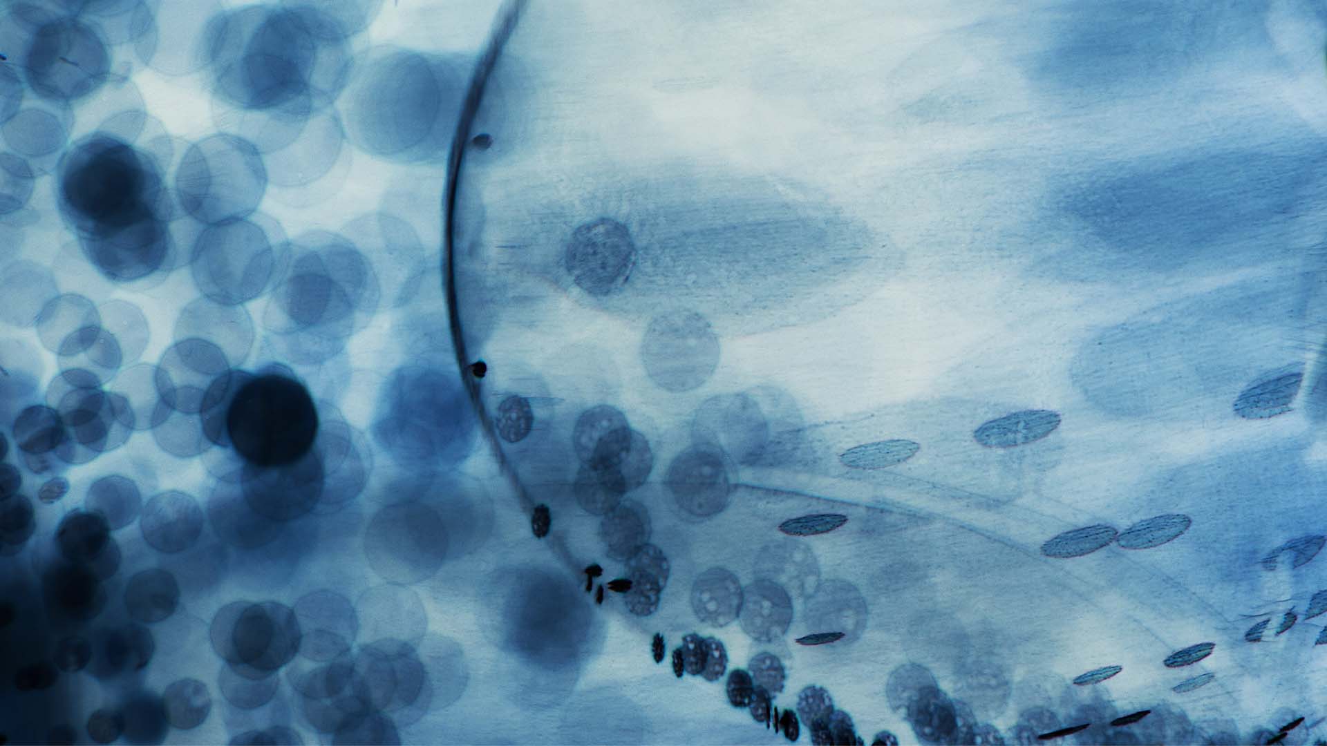 tipos de células madre